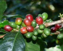 咖啡種植對環境的要求