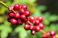 咖啡櫻桃果實是什麼樣子的？