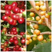 雜交咖啡品種：帕卡馬拉咖啡(Pacamara)