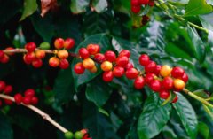 咖啡樹在世界各地的種植分佈狀況