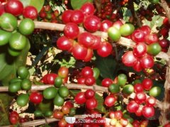 咖啡百科 關於咖啡的植物生長介紹