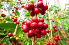 世界精品咖啡產地 墨西哥咖啡豆