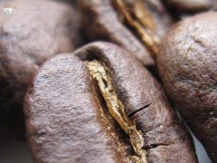世界精品咖啡產地 馬提尼克島