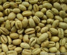 加勒比海 多米尼加聖多明各咖啡豆