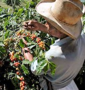 咖啡生豆的加工 咖啡果的採摘