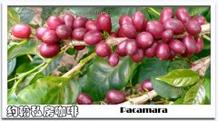 咖啡品種 帕卡瑪拉Pacamara