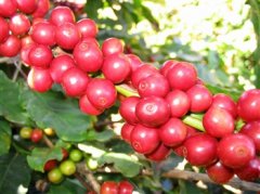 咖啡鮮果如何處理成咖啡生豆