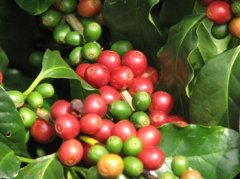 雲南咖啡初加工要求（阿拉比卡種）