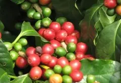 雲南咖啡初加工要求（阿拉比卡種）