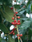 咖啡豆的風味 埃塞俄比亞哈拉爾咖啡
