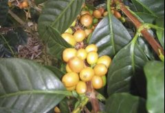 精品咖啡豆 咖啡品種帕卡馬拉