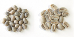 咖啡的基礎知識 咖啡豆分公母