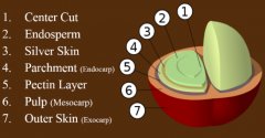 精品咖啡學 咖啡櫻桃的內部結構圖