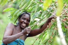 咖啡產國出口量 烏干達出口咖啡量上升