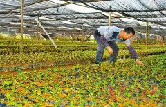 廣東雲浮雲安縣鎮安擴大咖啡豆育種規模