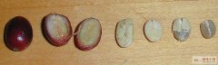 咖啡入門基礎常識 生咖啡豆的採摘