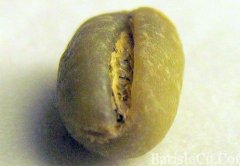 精品咖啡豆 牙買加藍山園豆生豆Mavis bank Peaberry