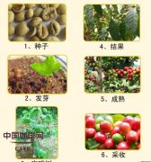 精品咖啡基礎常識 咖啡樹的種植條件