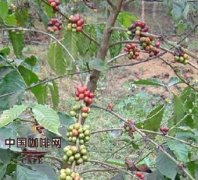 咖啡常識 咖啡主要產地與上質嚴選豆的特徵