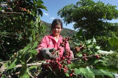 中國咖啡市場 咖啡豐收農民致富