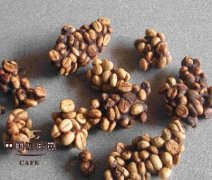 精品咖啡常識 麝香貓咖啡的發展歷程