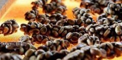 精品咖啡基礎常識 麝香貓咖啡的主要特點