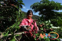 普洱思茅區南屏鎮咖啡豐收農民致富