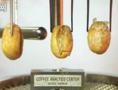 精品咖啡烘焙 咖啡烘焙進程演示