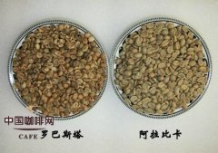 咖啡豆 阿拉比卡種咖啡豆與羅布斯塔種咖啡豆