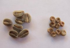 精品咖啡豆咖啡品種介紹 毛伊摩卡