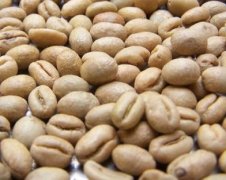 精品咖啡生豆的常識 咖啡生豆的品種