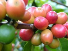 精品咖啡豆的加工 溼處理法