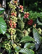 世界頂級精品咖啡豆 麝香貓屎咖啡豆處理過程與風味口感特點