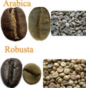 咖啡豆的種類 羅布斯塔咖啡豆