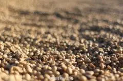 咖啡豆基礎知識 從果實到咖啡豆的過程