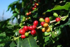 咖啡文化節 逾30國客商下月來雲南參加咖啡訂貨會
