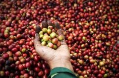 非洲精品咖啡豆產國  埃塞俄比亞