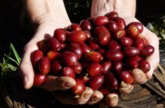 咖啡豆原種 阿拉比卡、羅巴斯塔、裏培瑞卡、埃克賽爾沙