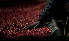 非洲咖啡產地 爲何非洲人不喝咖啡