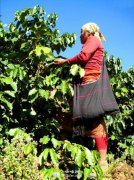 精品咖啡樹的栽培 咖啡種植技術