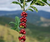 精品咖啡學 咖啡樹的生成環境