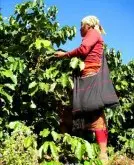 精品咖啡豆生產 埃塞俄比亞產區介紹