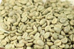 精品咖啡莊園豆 薩爾瓦多勇士莊園咖啡豆