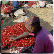 精品咖啡豆 贊比亞AA + Lupili村