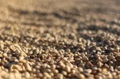 咖啡行業發展 中國咖啡市場消費達3000億元