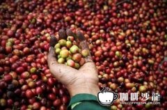 蘇門答臘特有的咖啡豆處理方法 咖啡豆溼刨法