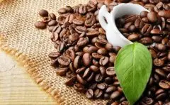 精品咖啡學 常見咖啡豆的種類與特性