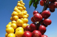 咖啡樹常識 咖啡樹的原產地在埃塞俄比亞