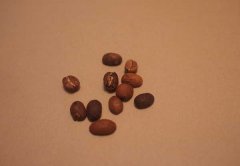咖啡豆分級的參考指標 咖啡豆選購錦囊
