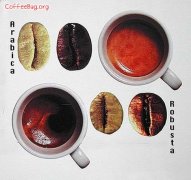 阿拉比卡與羅布斯塔咖啡和咖啡豆的區別【圖示】